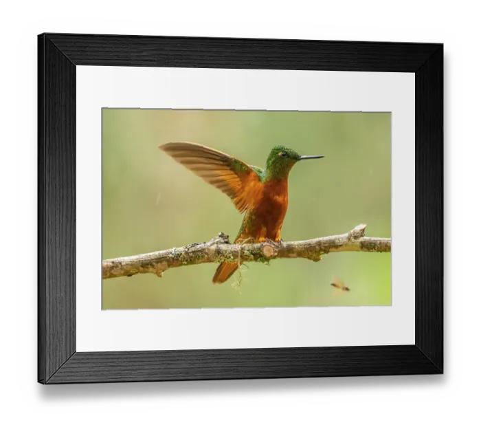 Framed Print : Ecuador, Guango. Chestnut-breasted coronet hummingbird close-up Framed Print : Ecuador, Guango. Chestnut-breasted coronet hummingbird close-up