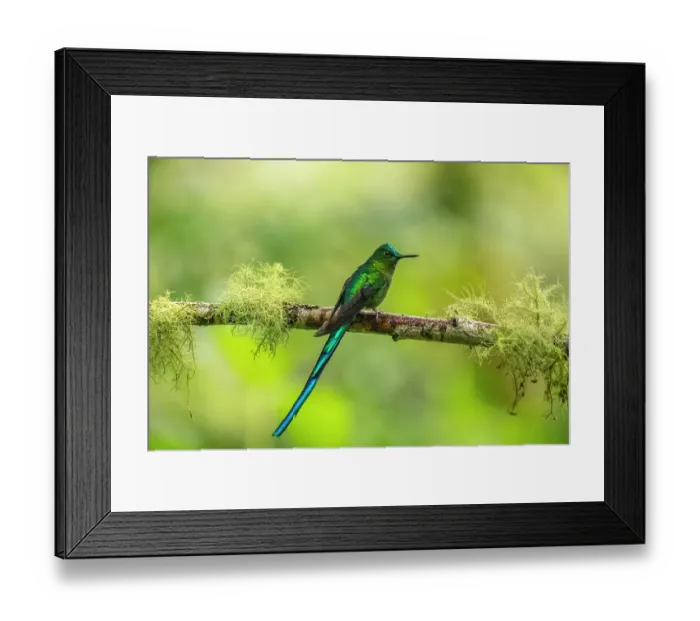 Framed Print : Ecuador, Guango. Long-tailed sylph hummingbird close-up Framed Print : Ecuador, Guango. Long-tailed sylph hummingbird close-up