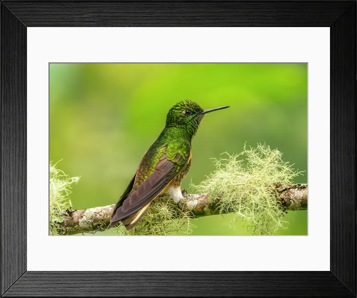 Framed Print : Ecuador, Guango. Buff-tailed coronet hummingbird close-up Framed Print : Ecuador, Guango. Buff-tailed coronet hummingbird close-up