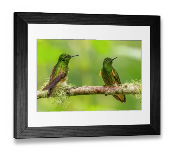 Framed Print : Ecuador, Guango. Buff-tailed coronet hummingbirds close-up