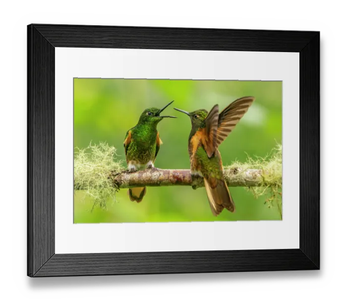 Framed Print : Ecuador, Guango. Buff-tailed coronet hummingbirds fighting Framed Print : Ecuador, Guango. Buff-tailed coronet hummingbirds fighting