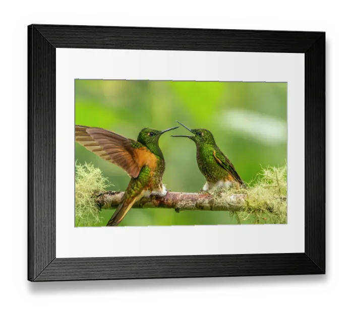 Framed Print : Ecuador, Guango. Buff-tailed coronet hummingbirds fighting Framed Print : Ecuador, Guango. Buff-tailed coronet hummingbirds fighting