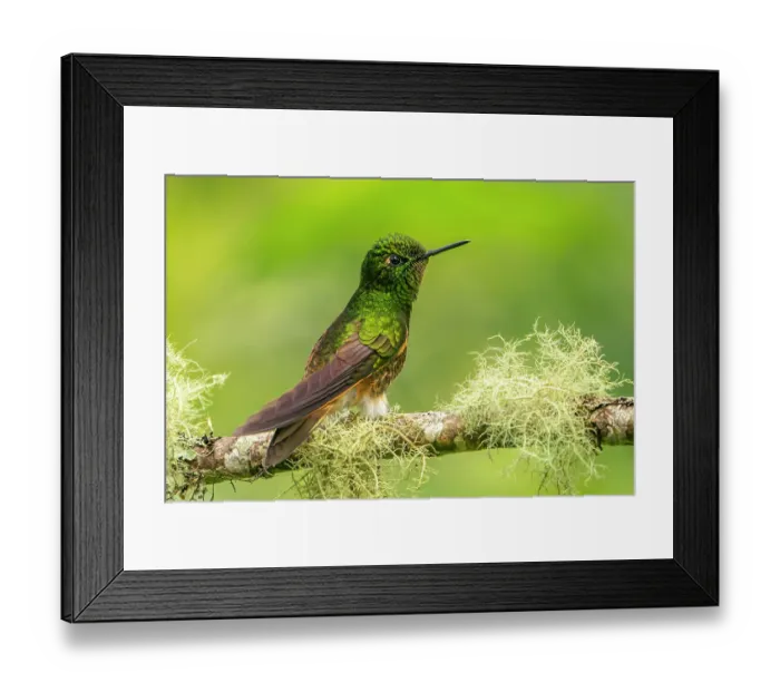 Framed Print : Ecuador, Guango. Buff-tailed coronet hummingbird close-up