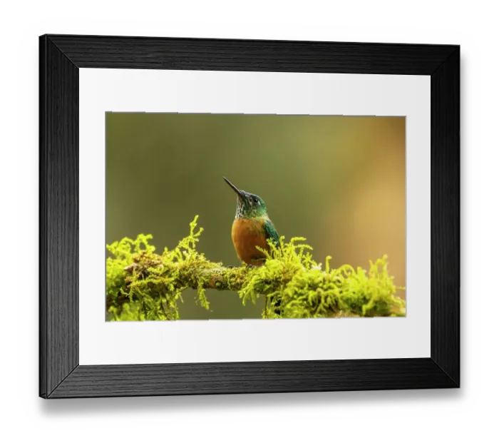 Framed Print : Ecuador, Guango. Long-tailed sylph hummingbird female on limb Framed Print : Ecuador, Guango. Long-tailed sylph hummingbird female on limb