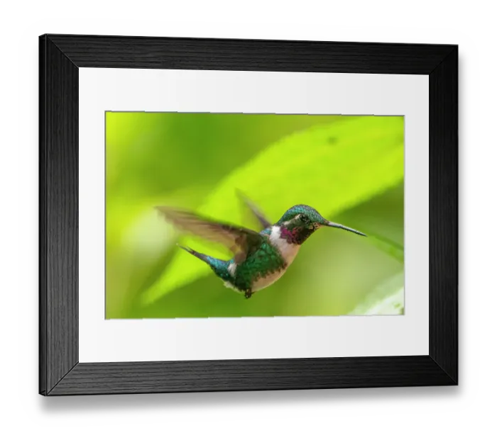 Framed Print : Ecuador, Guango. White-bellied woodstar hummingbird in flight Framed Print : Ecuador, Guango. White-bellied woodstar hummingbird in flight