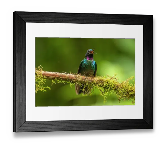 Framed Print : Ecuador, Guango. Tourmaline sunangel hummingbird close-up Framed Print : Ecuador, Guango. Tourmaline sunangel hummingbird close-up