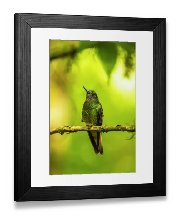Framed Print : Ecuador, Guango. Buff-tailed coronet hummingbird close-up Framed Print : Ecuador, Guango. Buff-tailed coronet hummingbird close-up