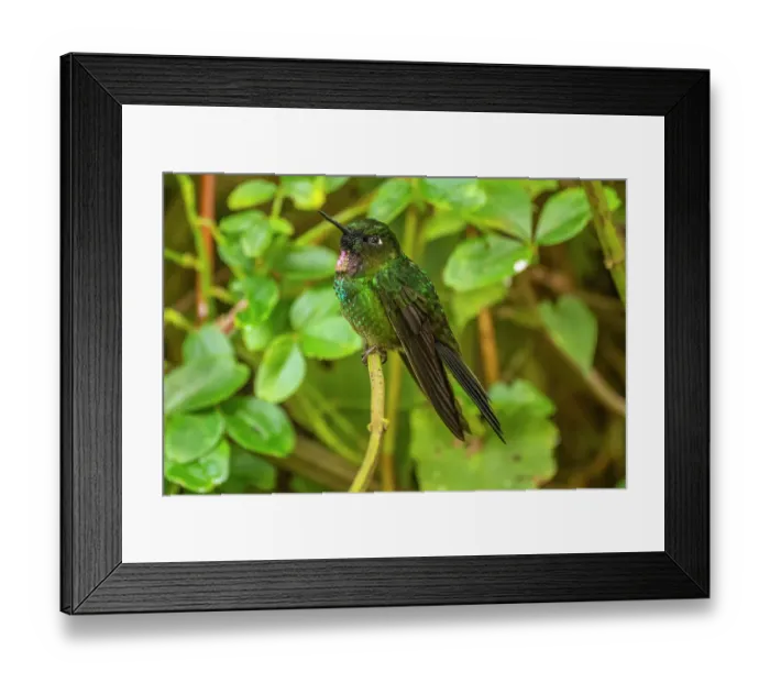 Framed Print : Ecuador, Guango. Tourmaline sunangel hummingbird close-up Framed Print : Ecuador, Guango. Tourmaline sunangel hummingbird close-up