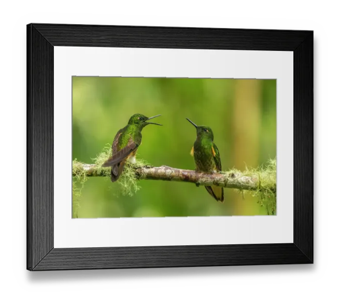 Framed Print : Ecuador, Guango. Buff-tailed coronet hummingbirds close-up Framed Print : Ecuador, Guango. Buff-tailed coronet hummingbirds close-up