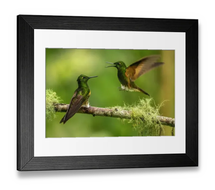 Framed Print : Ecuador, Guango. Buff-tailed coronet hummingbirds fighting Framed Print : Ecuador, Guango. Buff-tailed coronet hummingbirds fighting