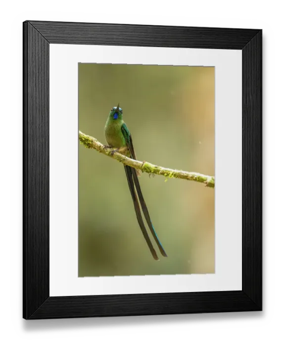 Framed Print : Ecuador, Guango. Long-tailed sylph hummingbird close-up Framed Print : Ecuador, Guango. Long-tailed sylph hummingbird close-up