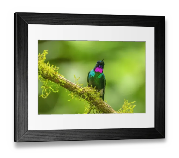 Framed Print : Ecuador, Guango. Tourmaline sunangel hummingbird close-up