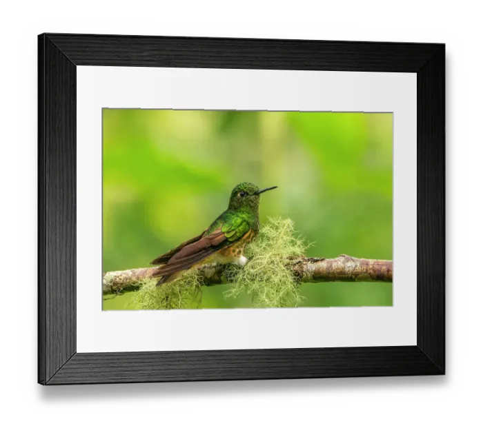 Framed Print : Ecuador, Guango. Buff-tailed coronet hummingbird close-up Framed Print : Ecuador, Guango. Buff-tailed coronet hummingbird close-up