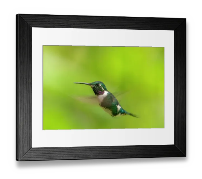 Framed Print : Ecuador, Guango. White-bellied woodstar hummingbird in flight Framed Print : Ecuador, Guango. White-bellied woodstar hummingbird in flight