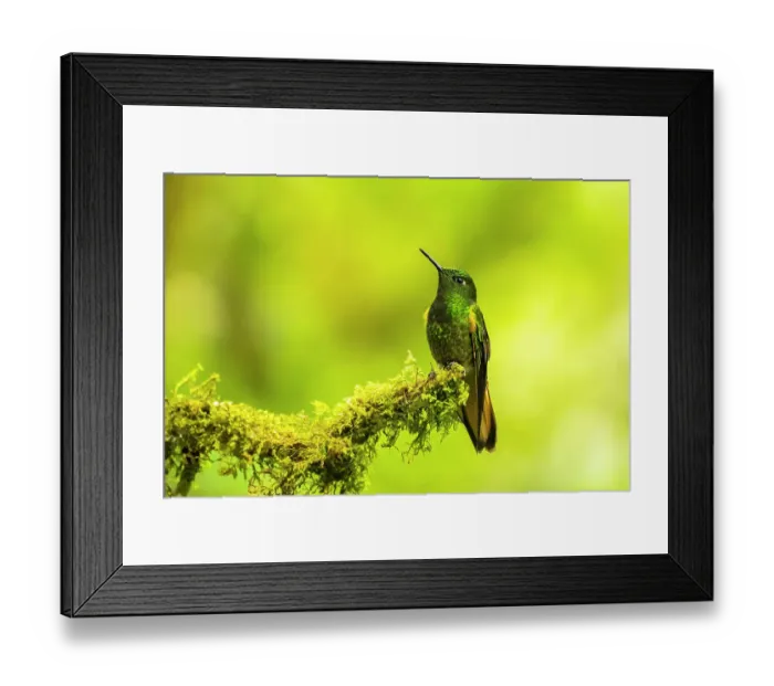 Framed Print : Ecuador, Guango. Buff-tailed coronet hummingbird close-up Framed Print : Ecuador, Guango. Buff-tailed coronet hummingbird close-up