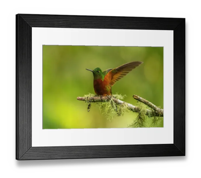 Framed Print : Ecuador, Guango. Chestnut-breasted coronet hummingbird close-up Framed Print : Ecuador, Guango. Chestnut-breasted coronet hummingbird close-up