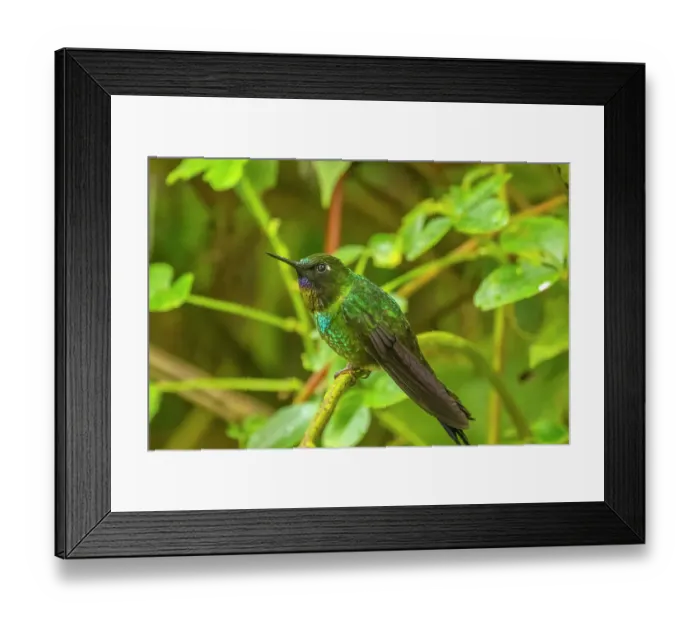 Framed Print : Ecuador, Guango. Tourmaline sunangel hummingbird close-up Framed Print : Ecuador, Guango. Tourmaline sunangel hummingbird close-up