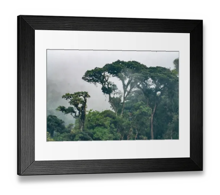 Framed Print : Ecuador, Guango. Clouds in jungle landscape