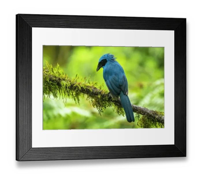 Framed Print : Ecuador, Guango. Turquoise jay on limb