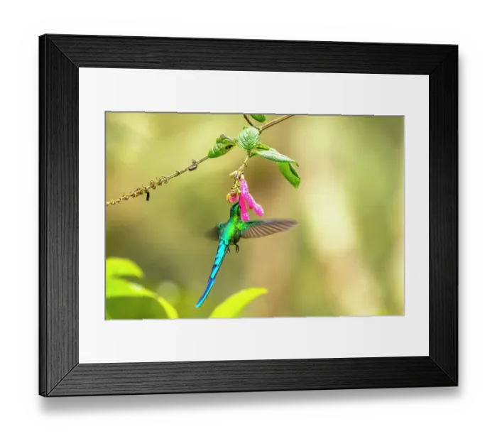 Framed Print : Ecuador, Guango. Long-tailed sylph hummingbird feeding on flower nectar Framed Print : Ecuador, Guango. Long-tailed sylph hummingbird feeding on flower nectar