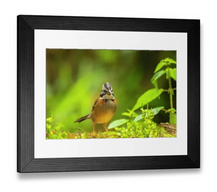 Framed Print : Ecuador, Guango. Rufous-collared sparrow close-up