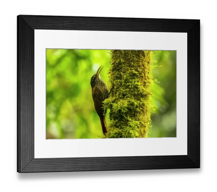 Framed Print : Ecuador, Guango. Streaked-headed woodcreeper bird on tree trunk Framed Print : Ecuador, Guango. Streaked-headed woodcreeper bird on tree trunk