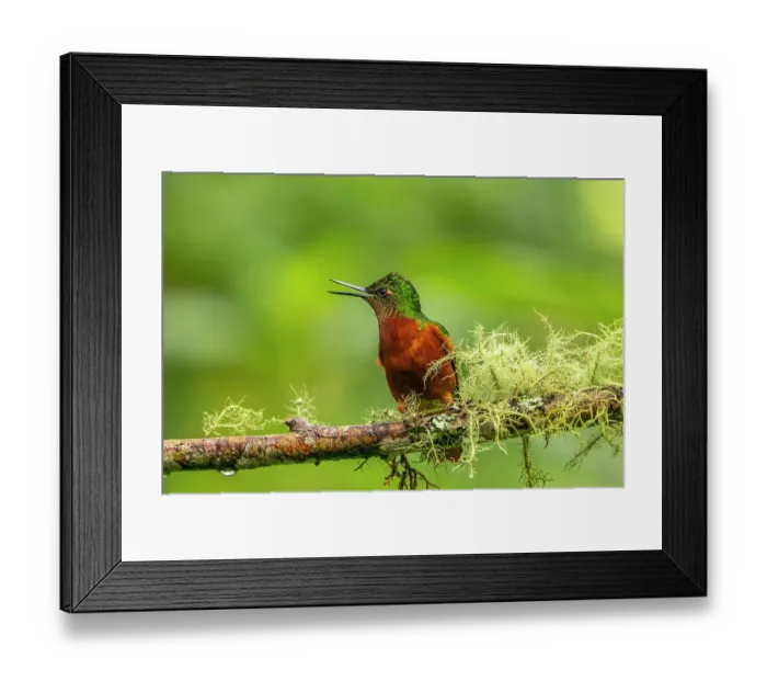 Framed Print : Ecuador, Guango. Chestnut-breasted coronet hummingbird close-up Framed Print : Ecuador, Guango. Chestnut-breasted coronet hummingbird close-up