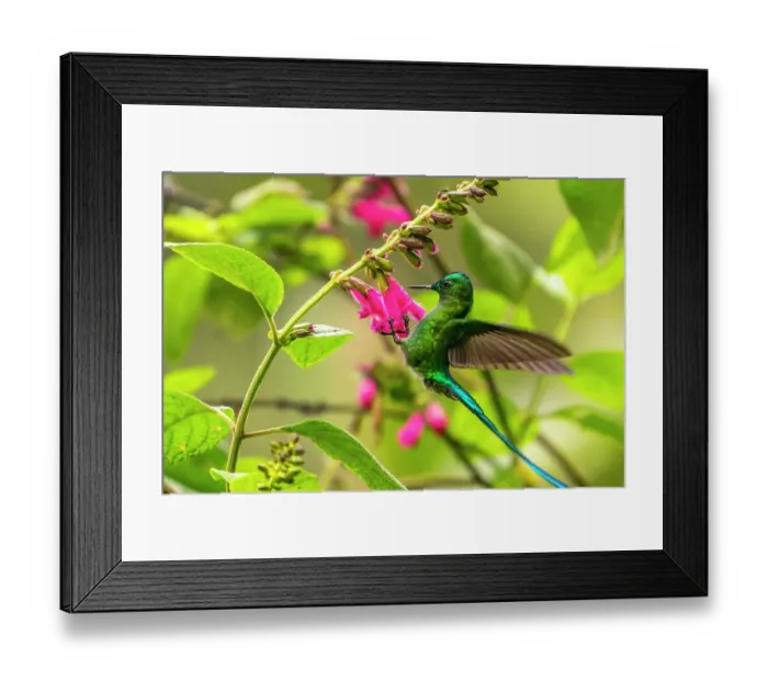 Framed Print : Ecuador, Guango. Long-tailed sylph hummingbird feeding on flowers Framed Print : Ecuador, Guango. Long-tailed sylph hummingbird feeding on flowers