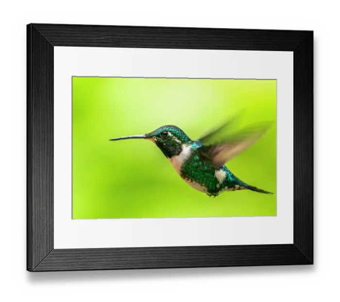 Framed Print : Ecuador, Guango. White-bellied woodstar hummingbird in flight Framed Print : Ecuador, Guango. White-bellied woodstar hummingbird in flight