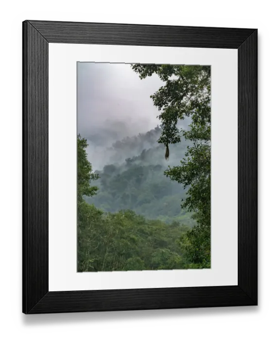 Framed Print : Ecuador, Guango. Cloud in jungle landscape Framed Print : Ecuador, Guango. Cloud in jungle landscape