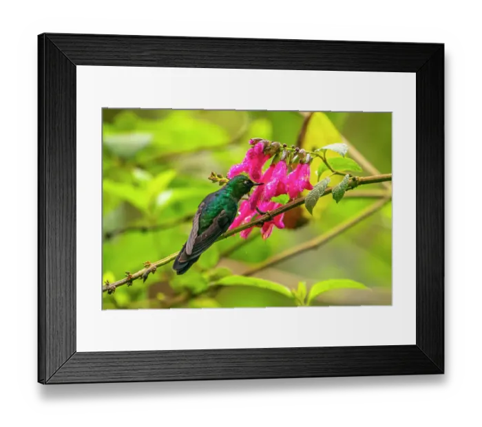 Framed Print : Ecuador, Guango. Tourmaline sunangel hummingbird feeding on flowers Framed Print : Ecuador, Guango. Tourmaline sunangel hummingbird feeding on flowers