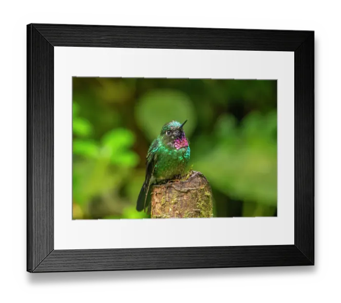 Framed Print : Ecuador, Guango. Tourmaline sunangel hummingbird close-up Framed Print : Ecuador, Guango. Tourmaline sunangel hummingbird close-up