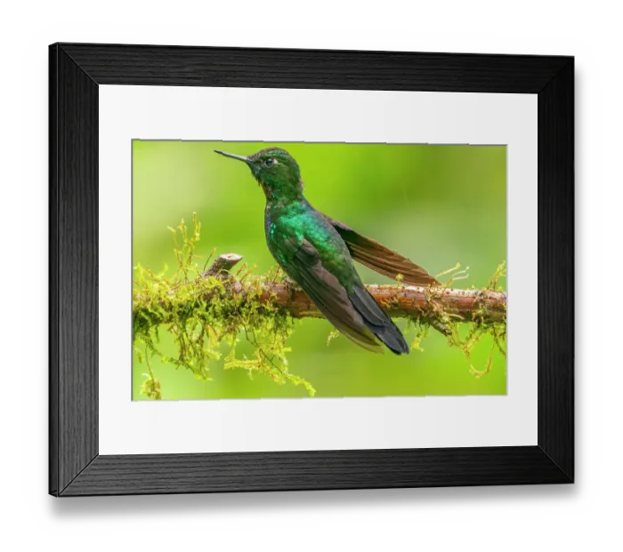 Framed Print : Ecuador, Guango. Tourmaline sunangel hummingbird close-up