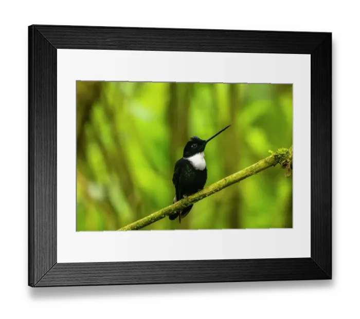 Framed Print : Ecuador, Guango. Collared Inca hummingbird close-up