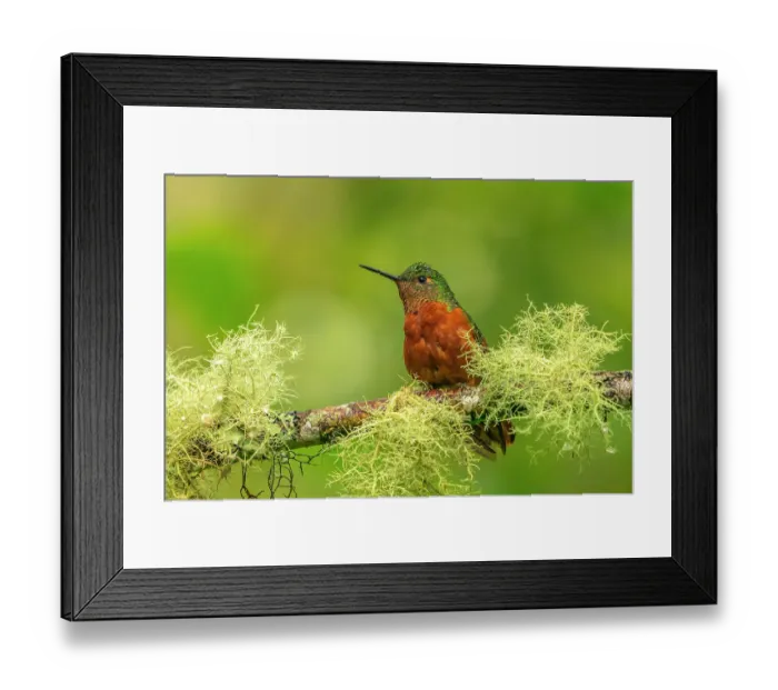 Framed Print : Ecuador, Guango. Chestnut-breasted coronet hummingbird close-up Framed Print : Ecuador, Guango. Chestnut-breasted coronet hummingbird close-up