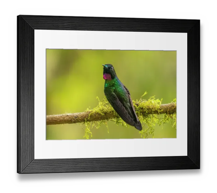 Framed Print : Ecuador, Guango. Tourmaline sunangel hummingbird close-up Framed Print : Ecuador, Guango. Tourmaline sunangel hummingbird close-up