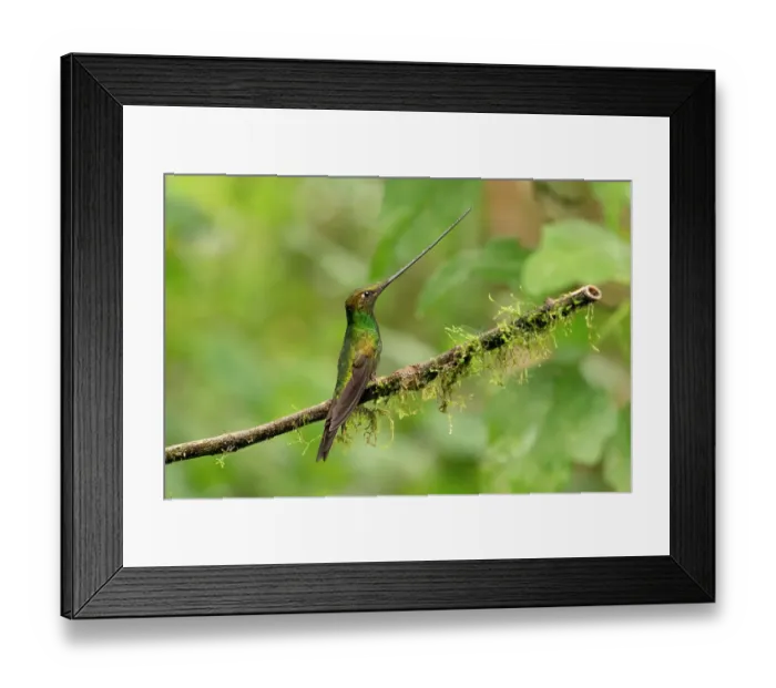 Framed Print : Ecuador, Guango. Swordbill hummingbird close-up Framed Print : Ecuador, Guango. Swordbill hummingbird close-up