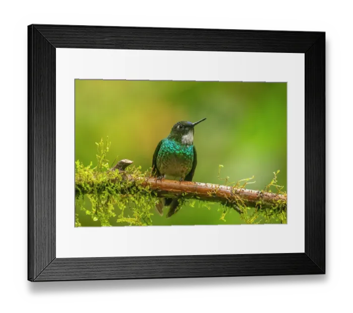 Framed Print : Ecuador, Guango. Tourmaline sunangel hummingbird close-up Framed Print : Ecuador, Guango. Tourmaline sunangel hummingbird close-up