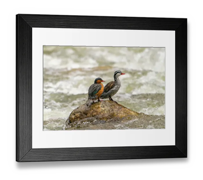 Framed Print : Ecuador, Guango. Two torrent ducks on rock in rushing water