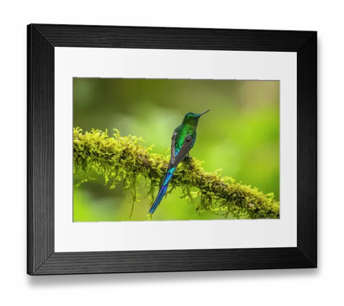 Framed Print : Ecuador, Guango. Long-tailed sylph hummingbird close-up Framed Print : Ecuador, Guango. Long-tailed sylph hummingbird close-up