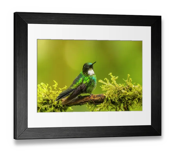 Framed Print : Ecuador, Guango. Tourmaline sunangel hummingbird close-up Framed Print : Ecuador, Guango. Tourmaline sunangel hummingbird close-up