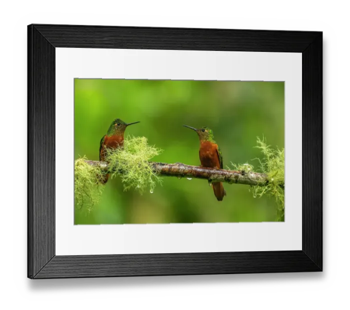 Framed Print : Ecuador, Guango. Chestnut-breasted coronet hummingbirds close-up Framed Print : Ecuador, Guango. Chestnut-breasted coronet hummingbirds close-up