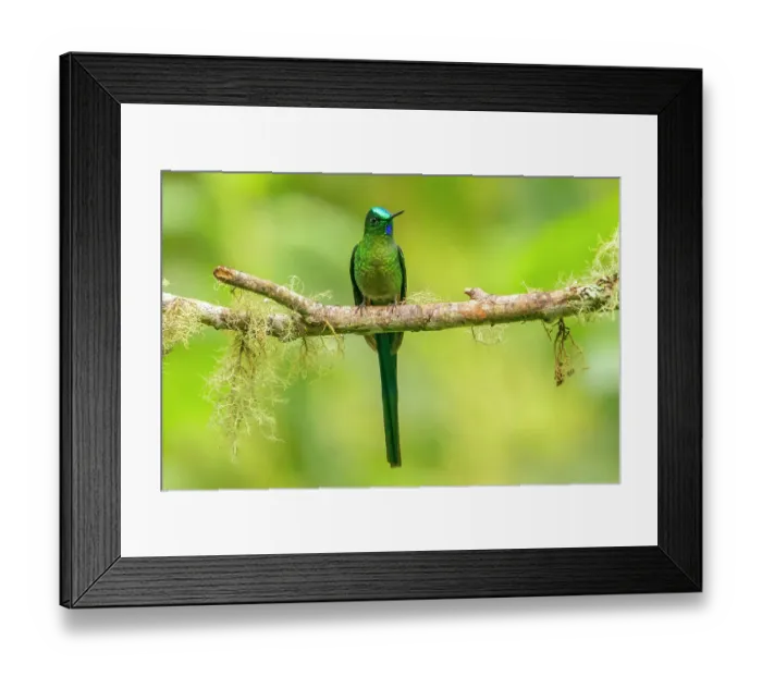 Framed Print : Ecuador, Guango. Long-tailed sylph hummingbird close-up Framed Print : Ecuador, Guango. Long-tailed sylph hummingbird close-up