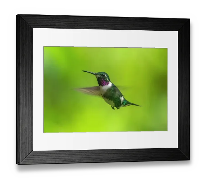 Framed Print : Ecuador, Guango. White-bellied woodstar hummingbird in flight
