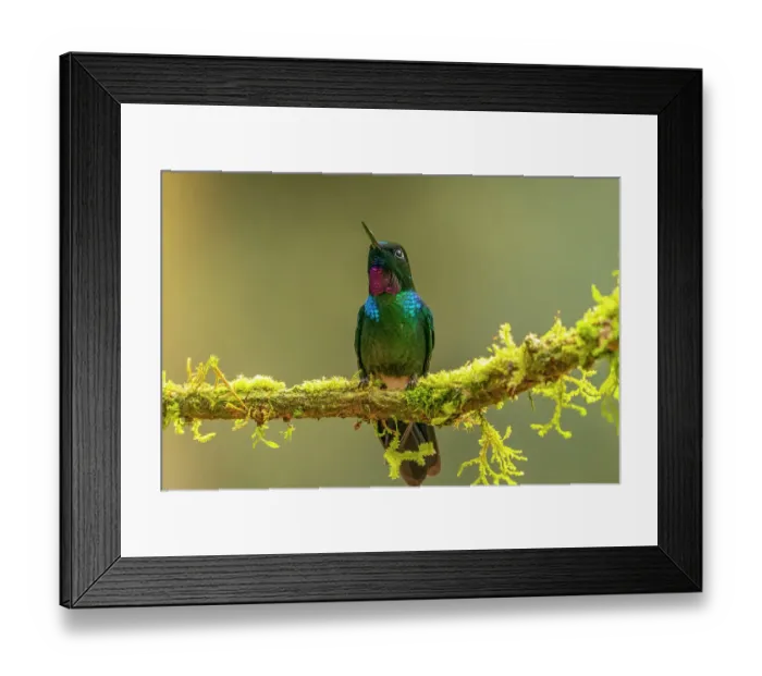Framed Print : Ecuador, Guango. Tourmaline sunangel hummingbird close-up Framed Print : Ecuador, Guango. Tourmaline sunangel hummingbird close-up