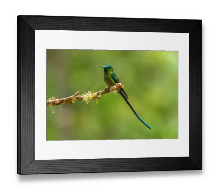 Framed Print : Ecuador, Guango. Long-tailed sylph hummingbird close-up