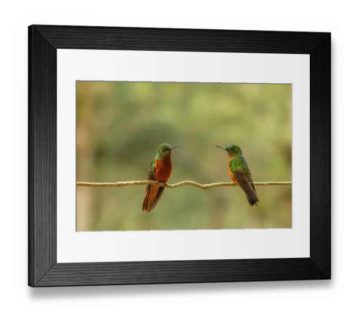 Framed Print : Ecuador, Guango. Two chestnut-breasted coronet hummingbirds on limb in rain