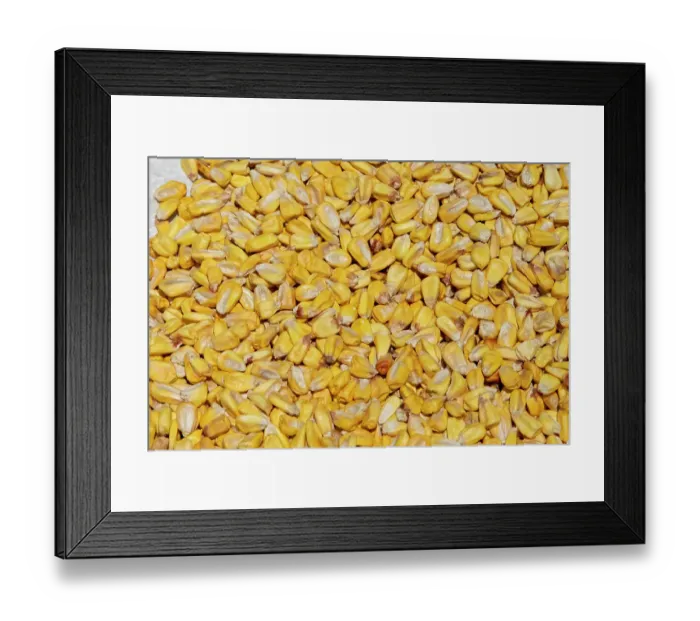 Framed Print : Ecuador, Quito, Otavalo, Farmer's Market. Dry corn Framed Print : Ecuador, Quito, Otavalo, Farmer's Market. Dry corn