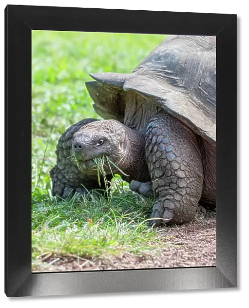 Ecuador, Galapagos, Santa Cruz Island, El Chato Ranch. Wild Galapagos Giant Tortoise dome-shaped tortoises