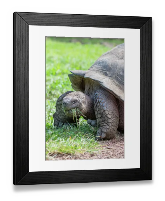 Framed Print : Ecuador, Galapagos, Santa Cruz Island, El Chato Ranch. Wild Galapagos Giant Tortoise dome-shaped tortoises
